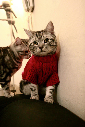 直道拼速度,弯道决胜负,深圳队战术完胜,上海队争冠路遇阻击