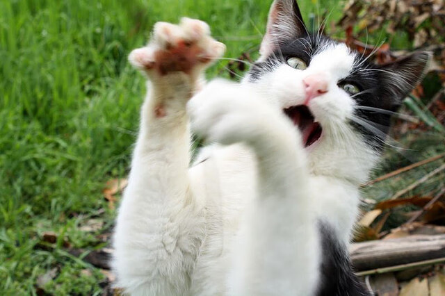 开云体育下载-奇迹之夜！帕尔默闪电双响，厄瓜多尔掀翻墨西哥抢占冠军赛先机